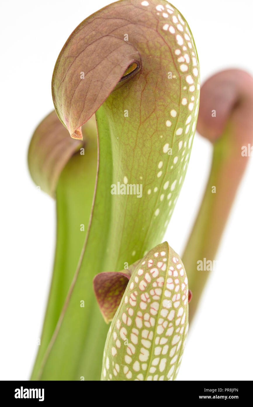 Sarracenia (American Trumpet Pitcher)-1 Stock Photo