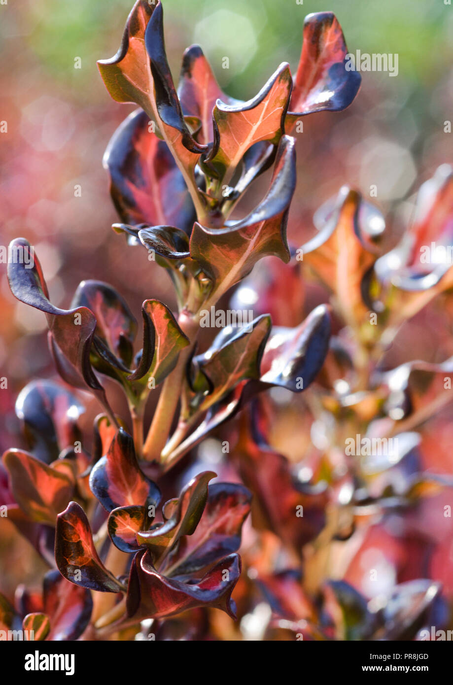 Coprosma repens-Pacific Sunset-1 Stock Photo