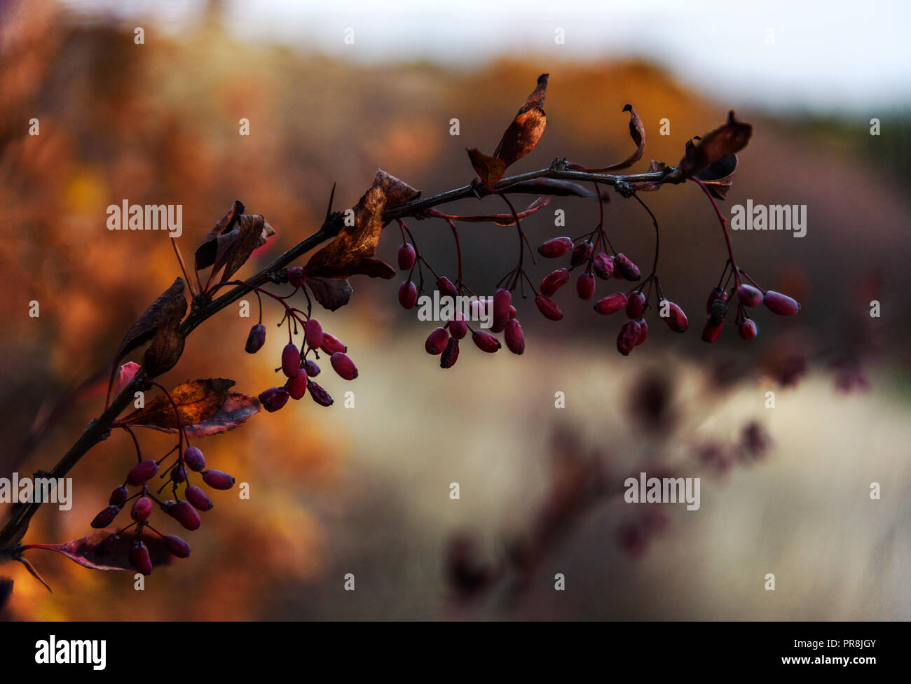 Berries of barberry on branch autumn background Stock Photo