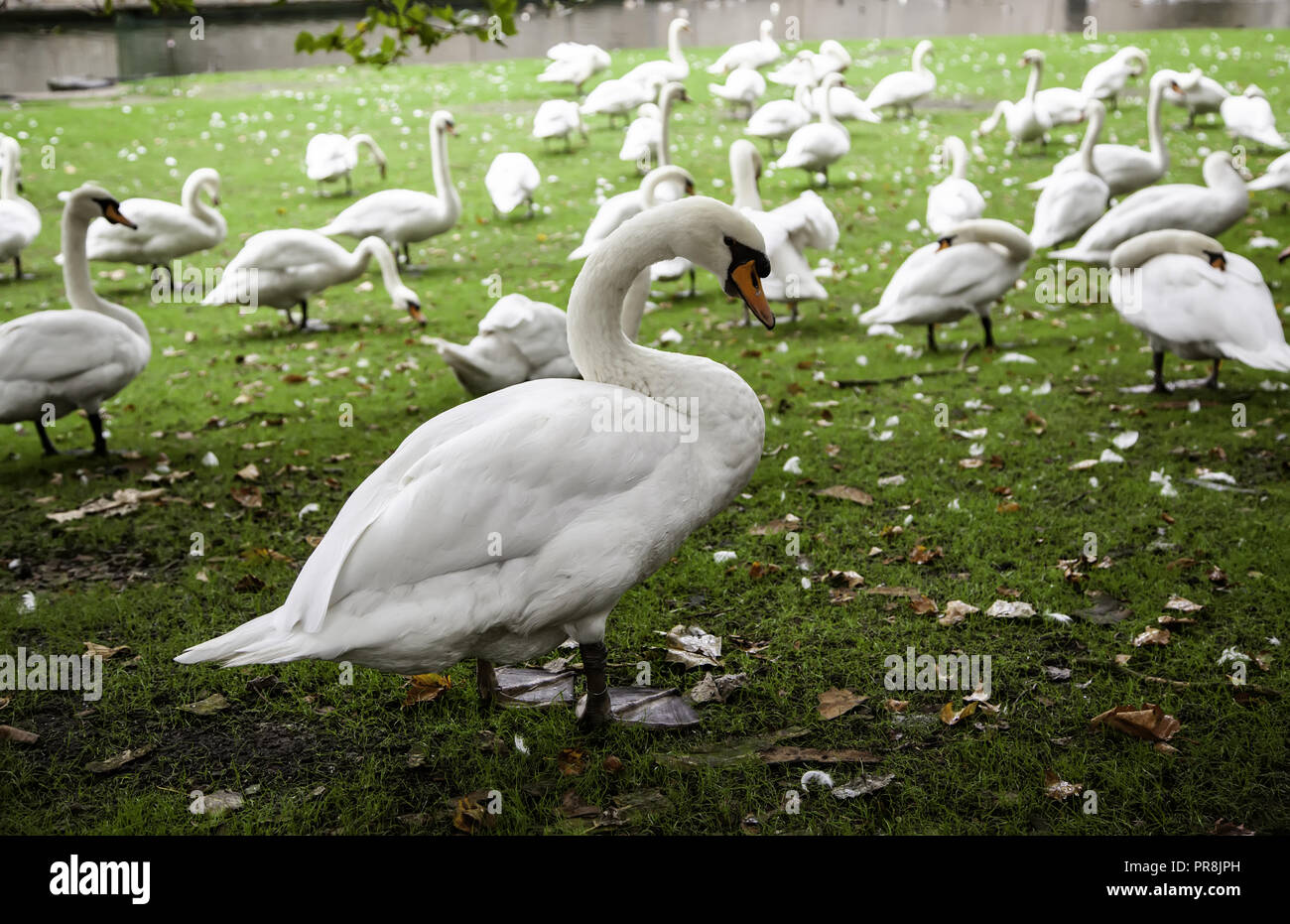 Swans in Bruges, detail of protected animals, tourism in Belgium Stock Photo