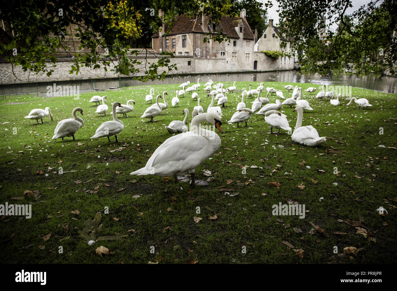 Swans in Bruges, detail of protected animals, tourism in Belgium Stock Photo