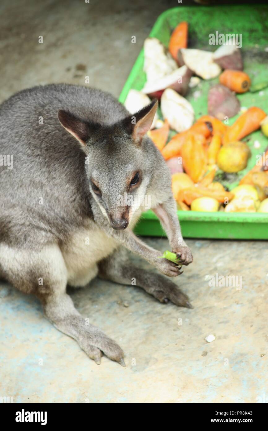 Kangaroo on the zoo Stock Photo - Alamy