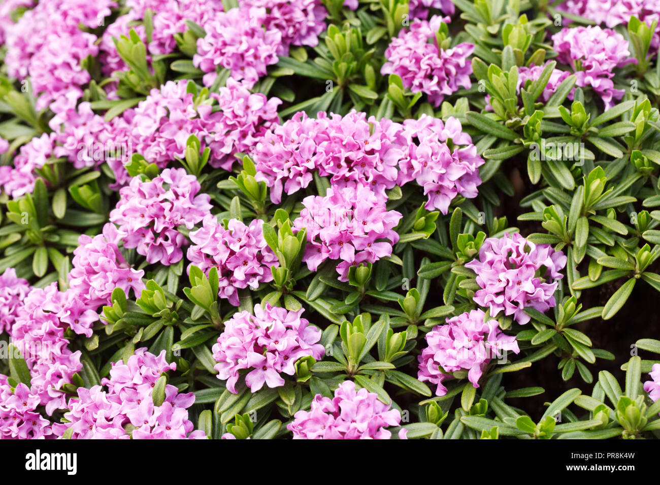 Daphne x susannae 'Tichborne' flowers. Stock Photo