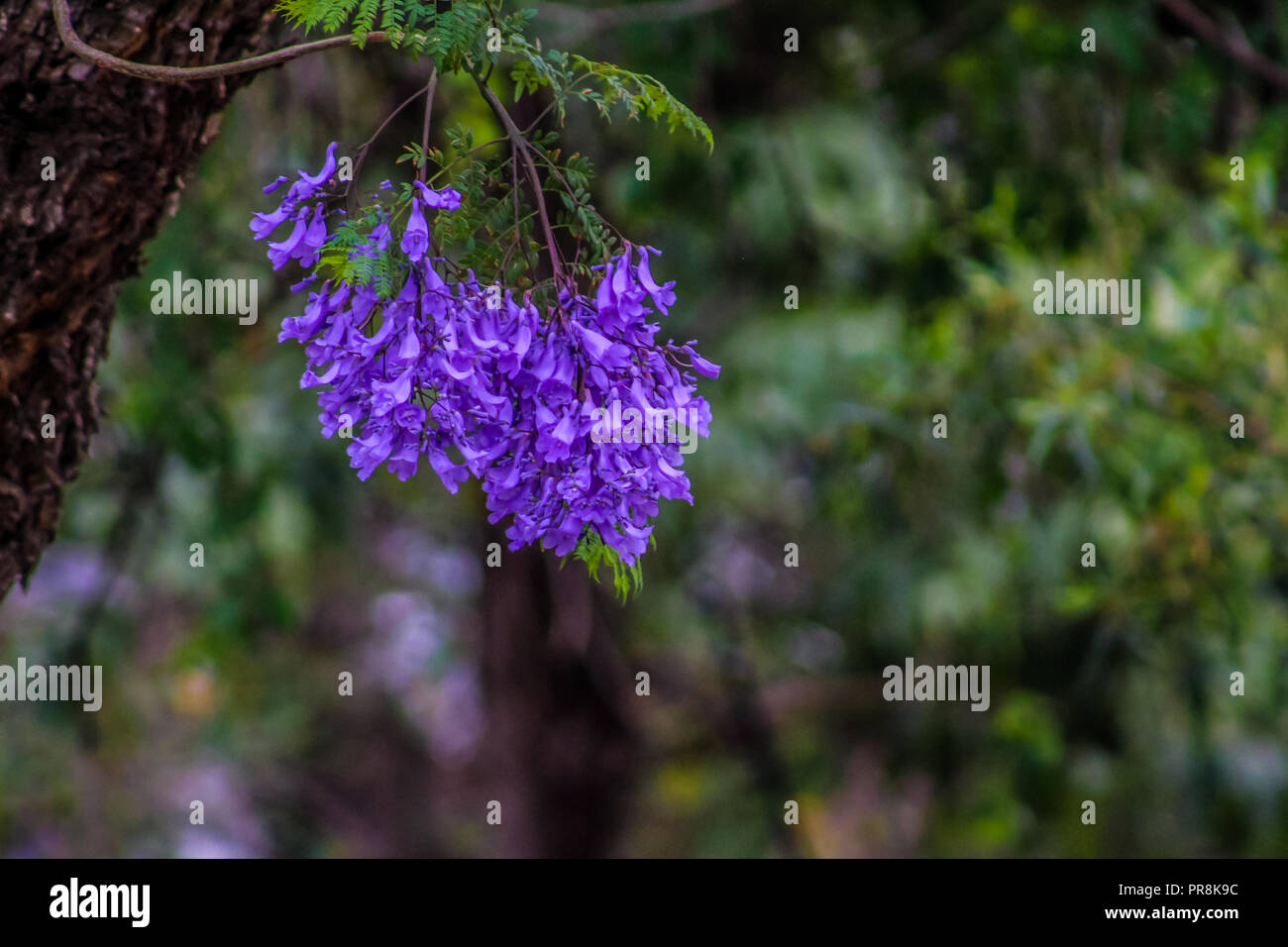 Jacaranda a purple flowered tree in Pretoria in Spring October Stock
