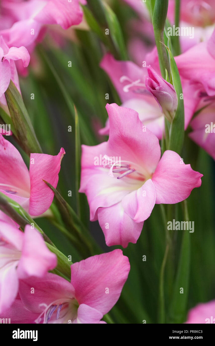 Nanus Gladiolus 'Charming Beauty' flowers. Stock Photo