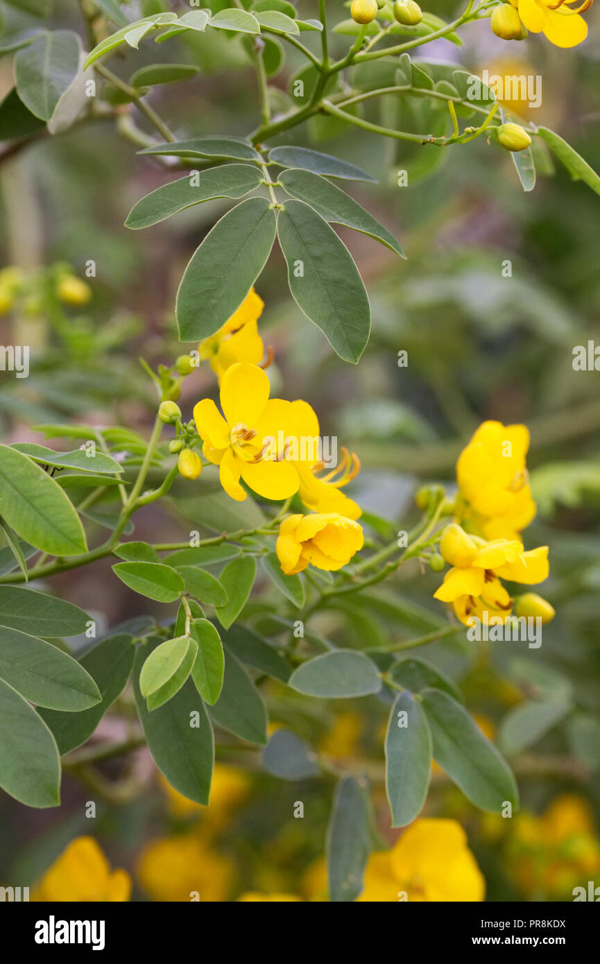 Senna corymbosa flowers. Stock Photo