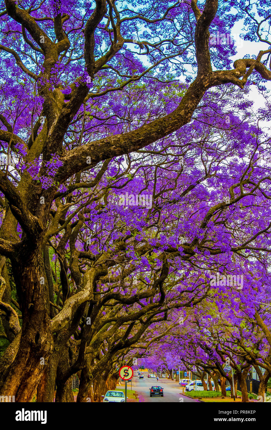 Jacaranda a purple flowered tree in Pretoria in Spring October Stock