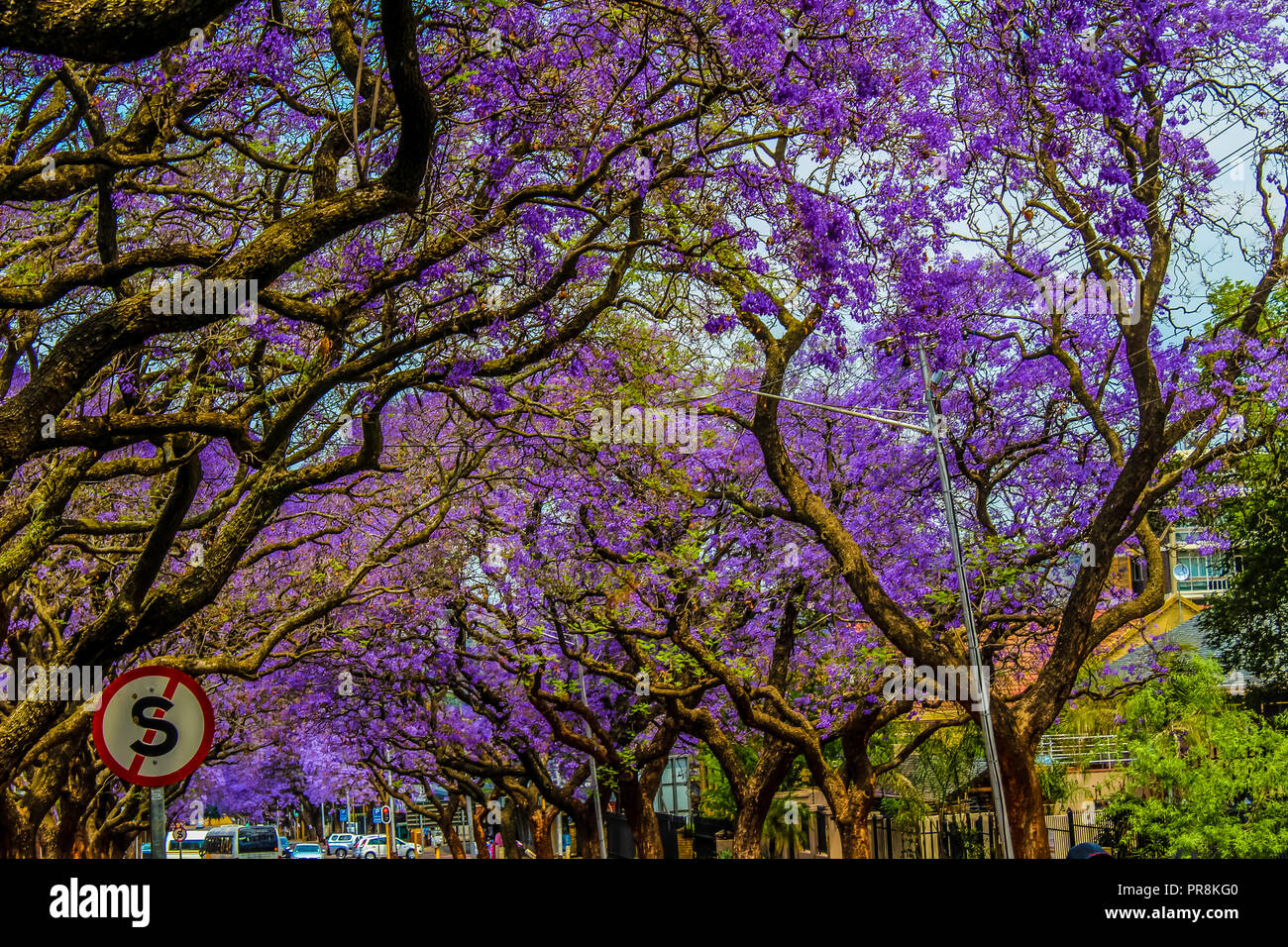 Jacaranda street in Pretoria Stock Photo - Alamy