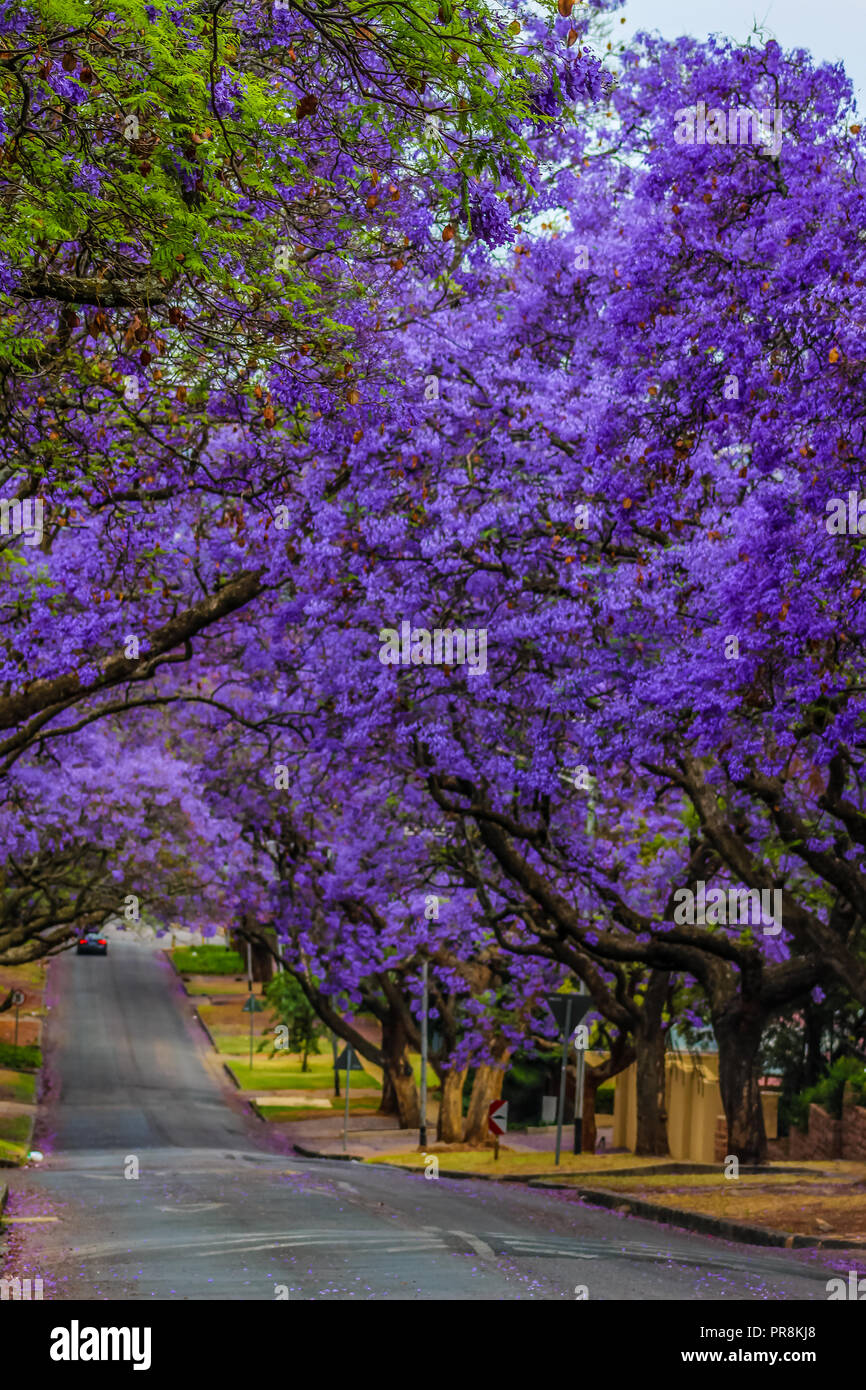 Jacaranda a purple flowered tree in Pretoria in Spring October Stock