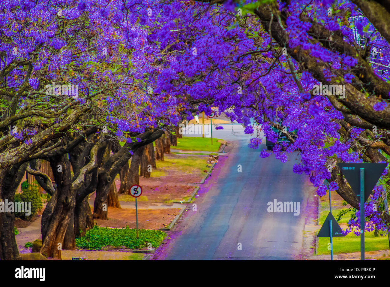 Jacaranda street hi-res stock photography and images - Alamy