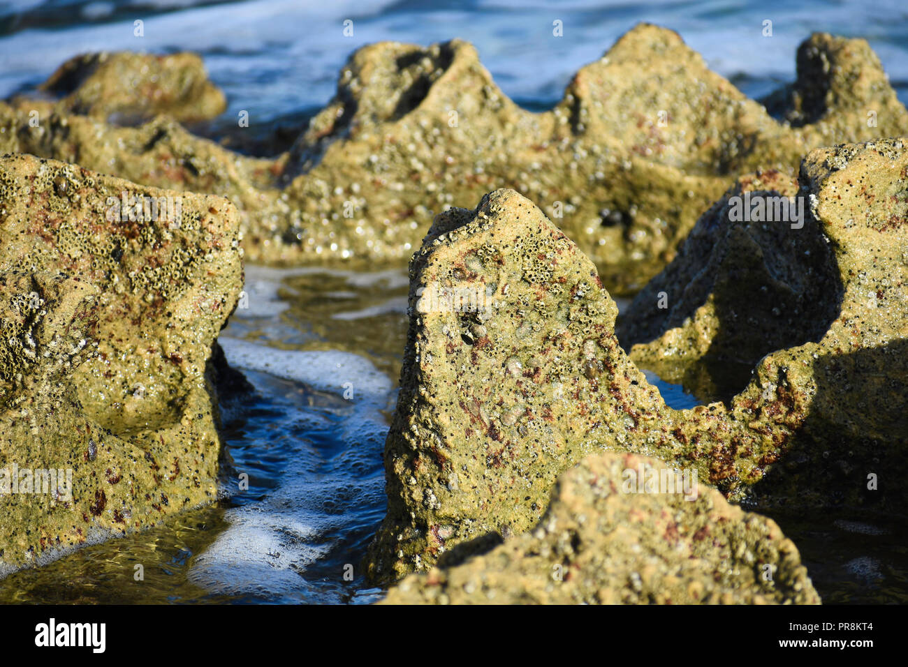 Coral Rock-formation Close-up As The Tide Flows Out, Uvongo, South Africa Stock Photo