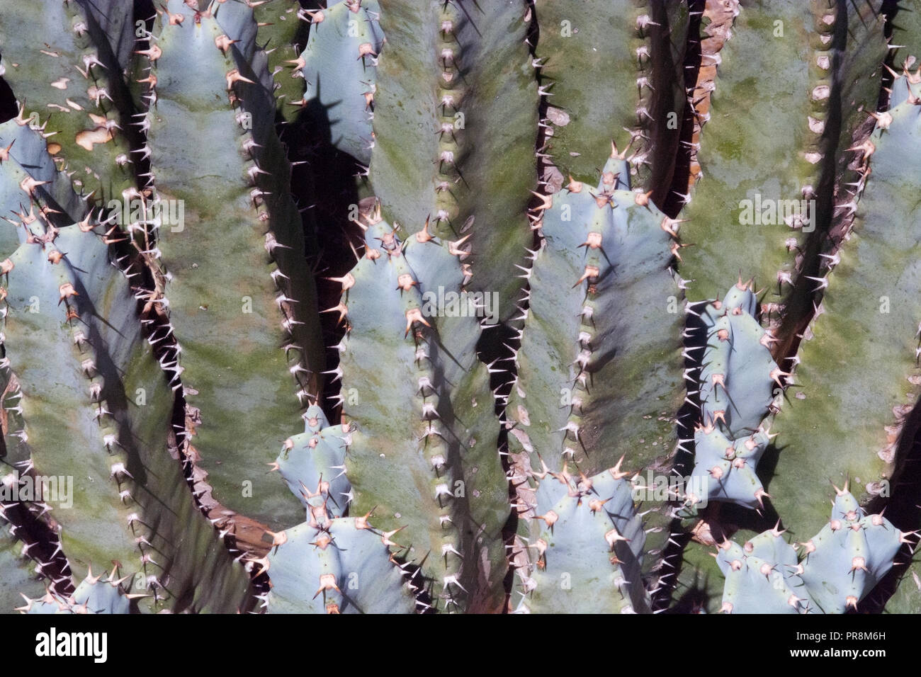 Cactus plants with thorns closeup on a sunny afternoon in Mallorca ...