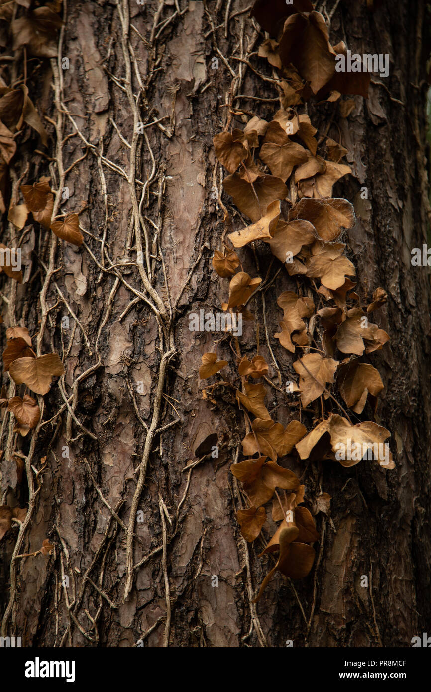 Leaves Turning Brown Stock Photos & Leaves Turning Brown Stock Images