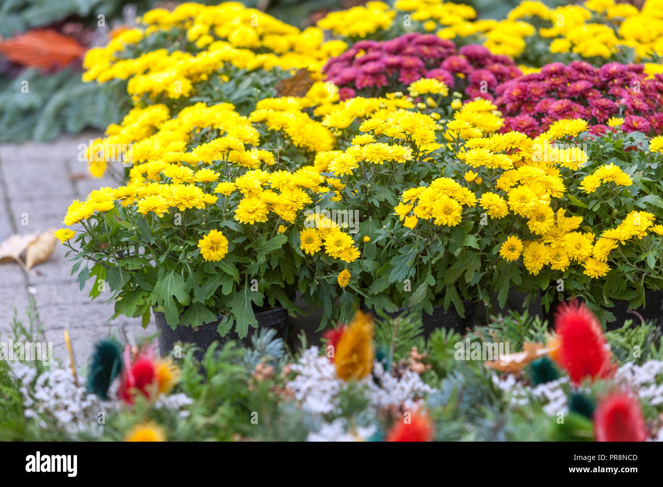 Sale Chrysanthemums, Floral decoration All Souls Day, Czech Republic All Saints Day Europe Stock Photo