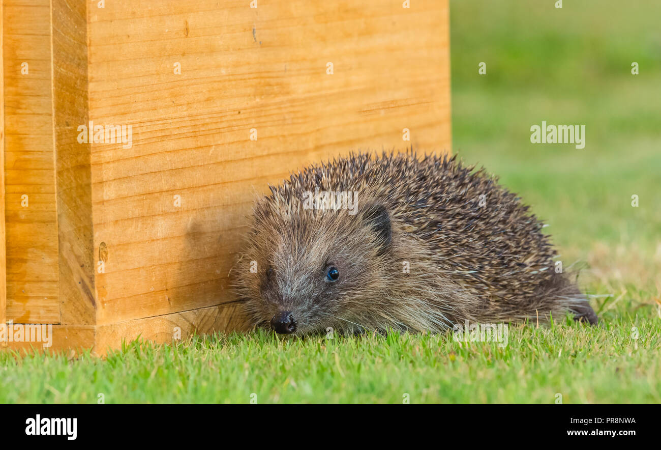 Hedgehog, wild, native, European hedgehog facing to the front near to hedgehog house.  Scientific name: Erinaceus Europaeus.  Horizontal. Stock Photo