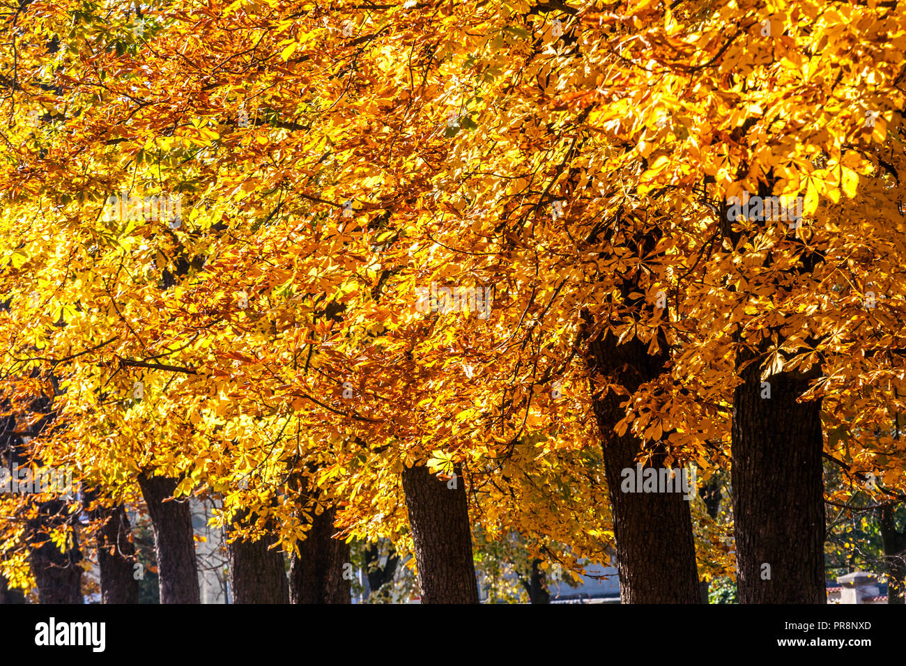 Horse chestnut trees autumn alley, Aesculus hippocastanum, autumn