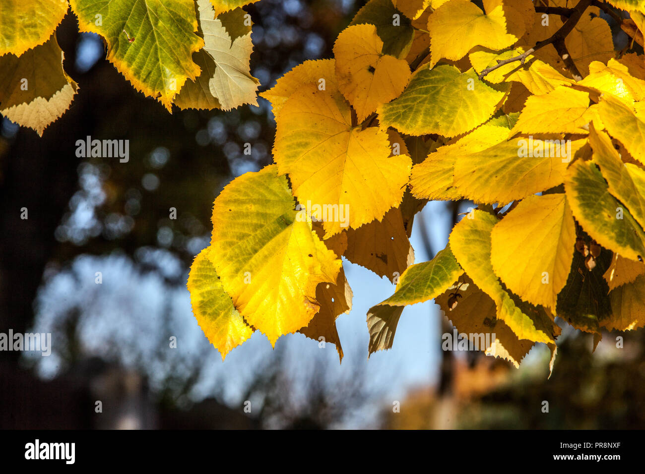 Littleleaf Linden Tilia cordata leaves, lime tree autumn yellow Leaves sunlight, Linden leaves Stock Photo