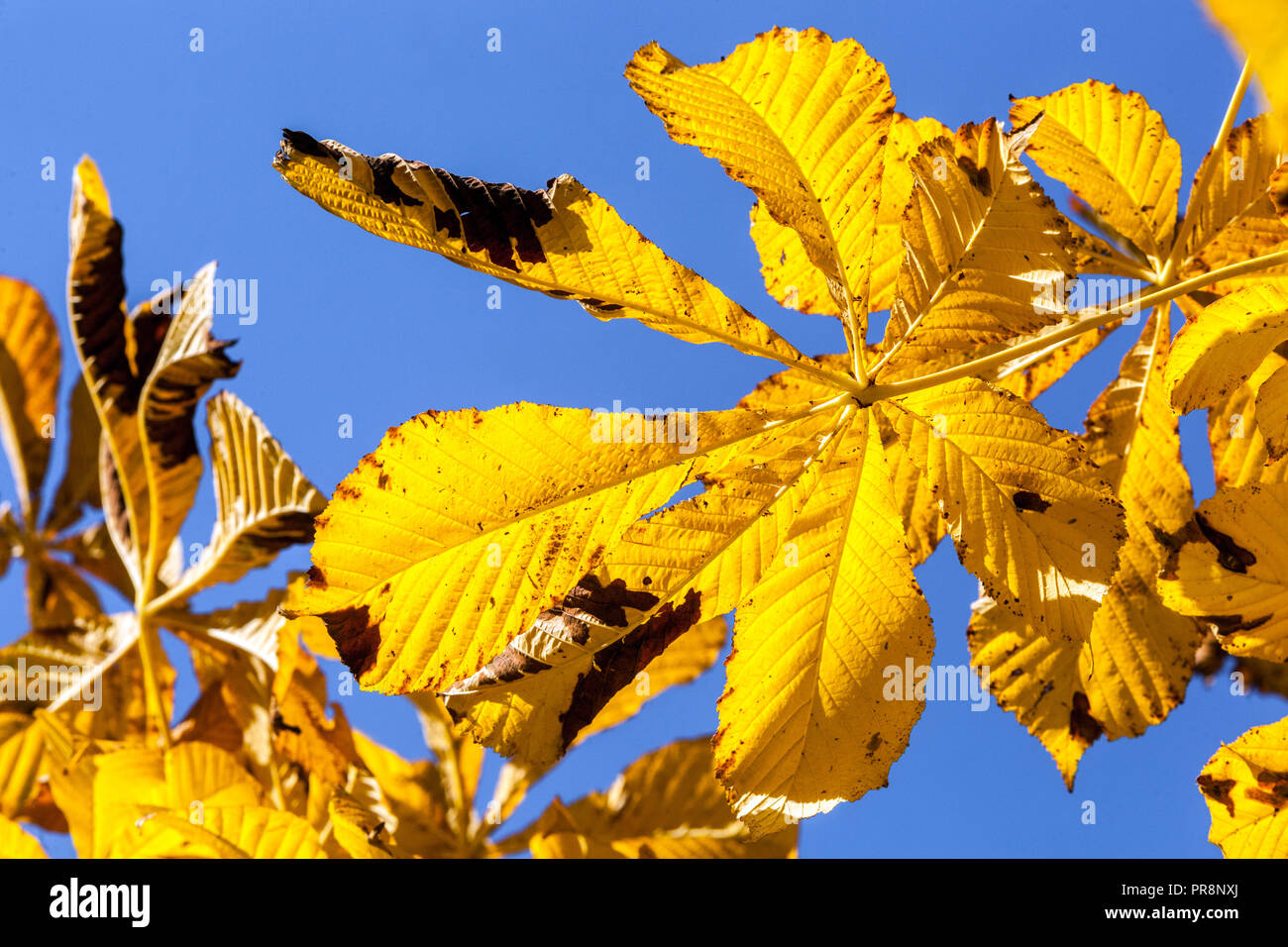 Horse chestnut autumn leaves yellowing, Aesculus hippocastanum autumn