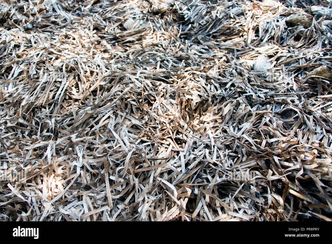 Leaves field backgrounds hi-res stock photography and images - Alamy