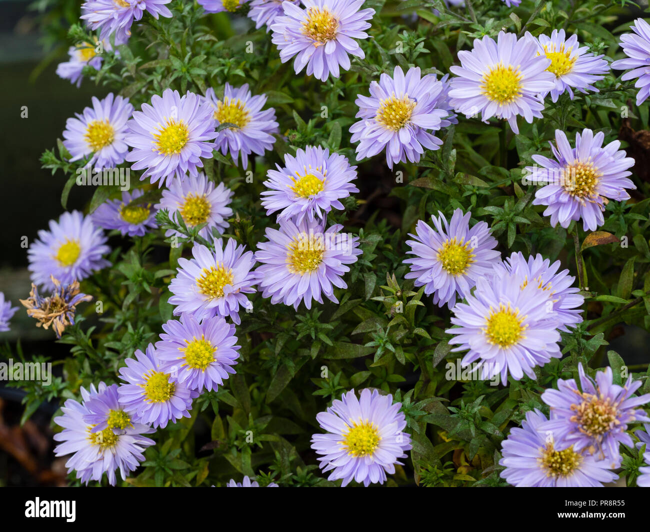 Blue ray petals and yellow centre of the autumn flowering, compact, perennial Aster x dumosus hybrid, Aster Autumn Jewels 'Aqua Compact' Stock Photo