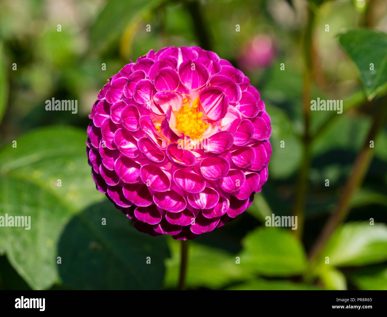 Tightly packed pink-violet petals in the small, globular head of the pompom dahlia, Dahlia 'Aurwen's Violet' Stock Photo