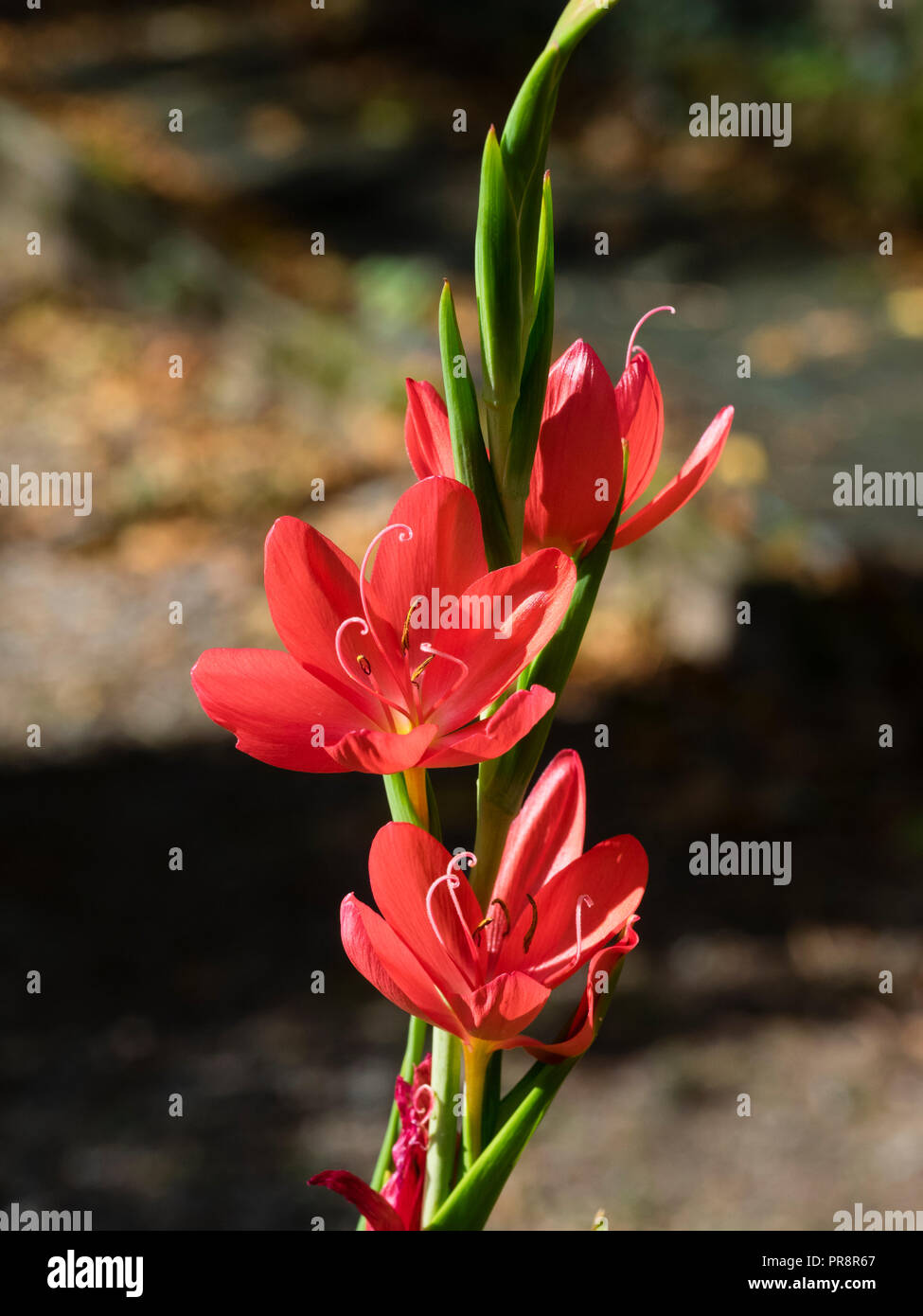 Flowers in the spike of the autumn blooming bulbous perennial, Hesperantha coccinea 'Oregon Sunset' Stock Photo