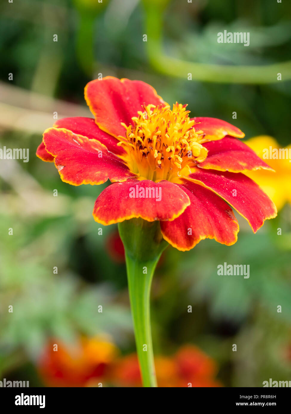 Gold rimmed red single flower of the tall annual growing african marigold, Tagetes 'Cinnabar' Stock Photo