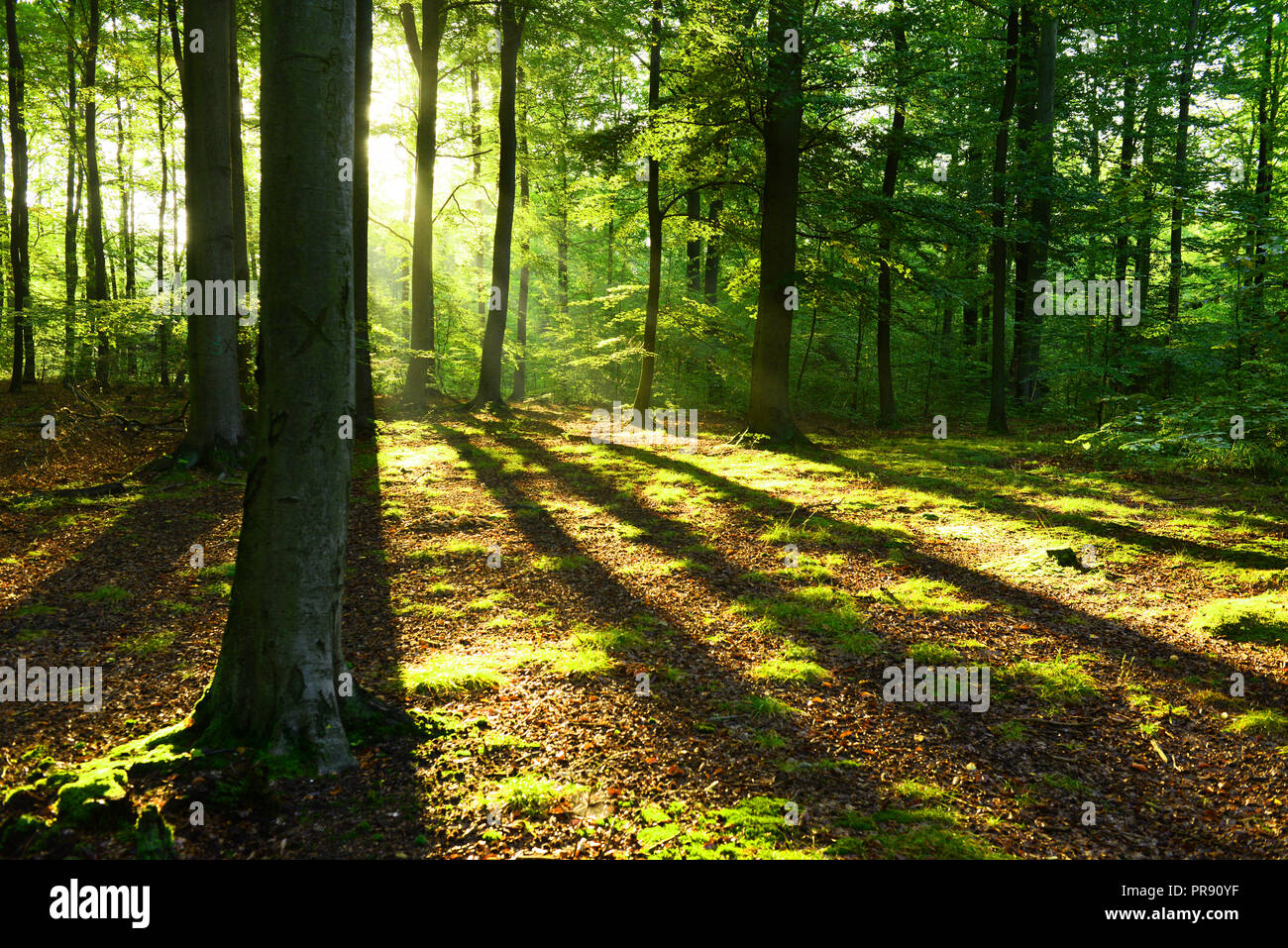 Morning in the forest Stock Photo - Alamy