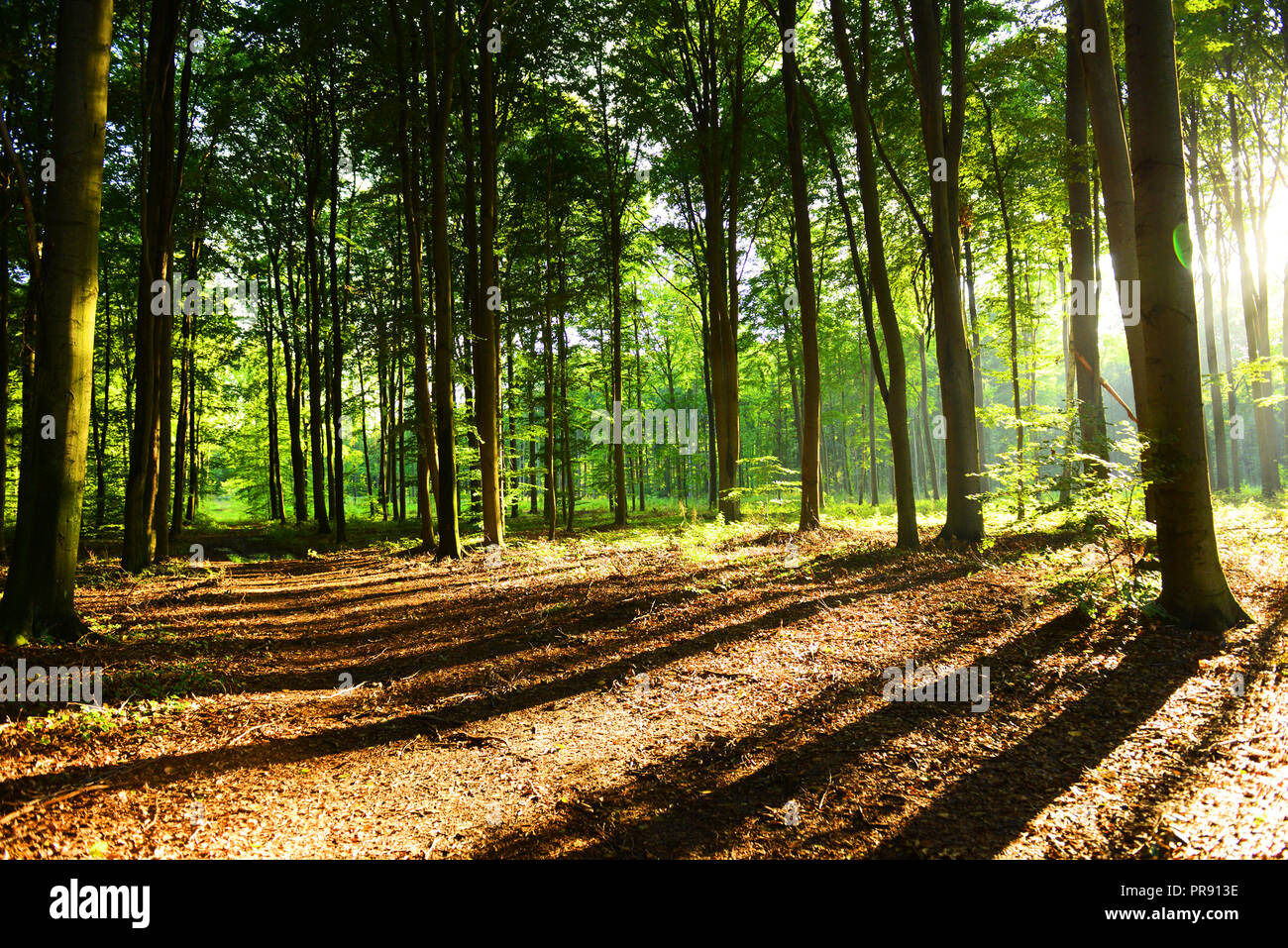 Morning in the forest Stock Photo - Alamy