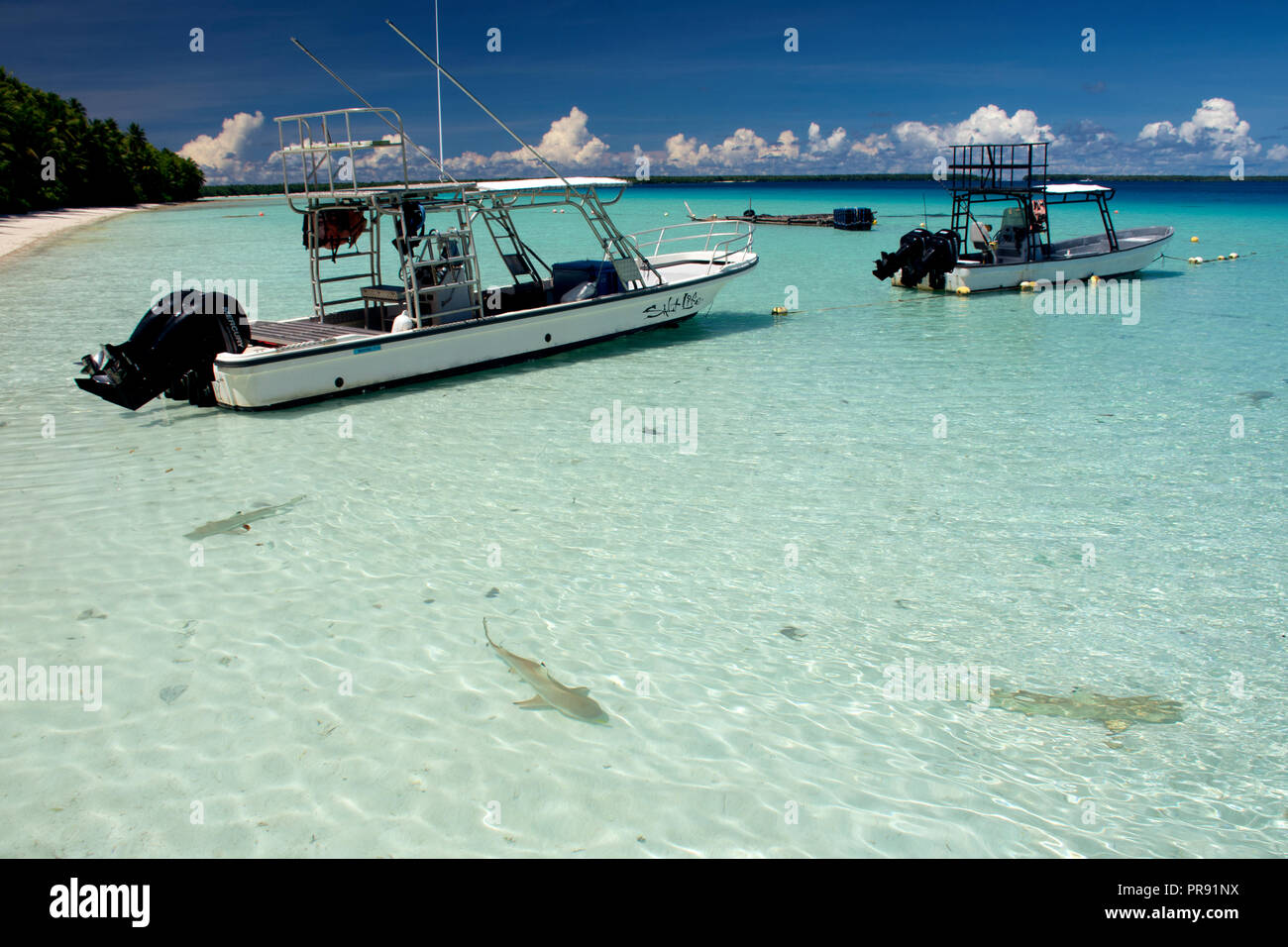 Three blacktip reef sharks, Carcharhinus melanopterus,  swim in the shallows close to moored boats, Ant Atoll, Pohnpei, Federated States of Micronesia Stock Photo