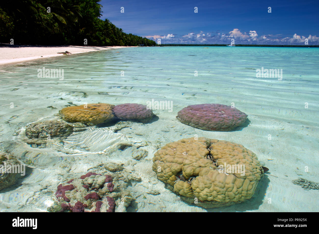 Coral heads, Porites sp. in shallow area of a white sand beach, Ant Atoll, Pohnpei, Federated States of Micronesia Stock Photo