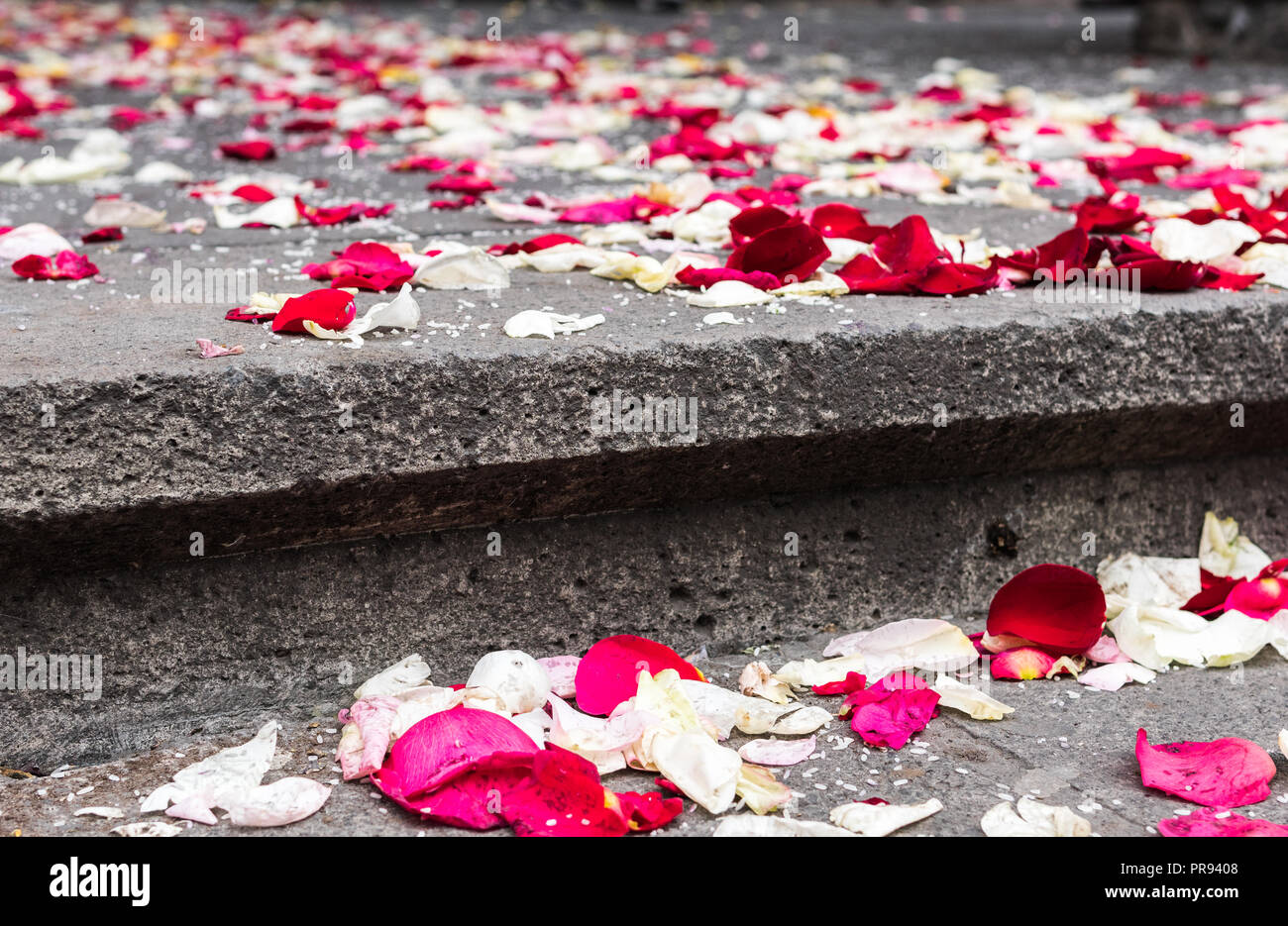 Red Pink And White Rose Petals Cover The Ground After A Wedding