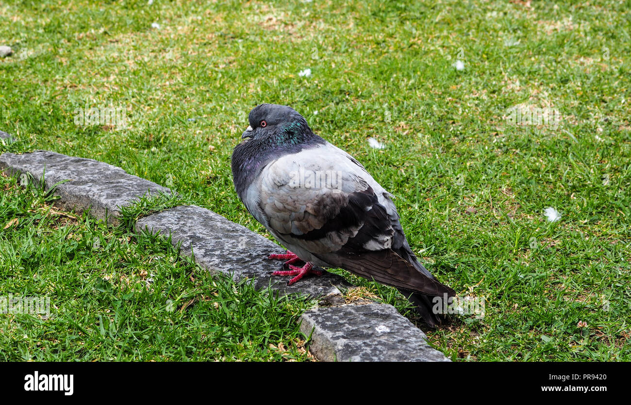 Close up of a pidgeon perched on a stone on grass. Stock Photo