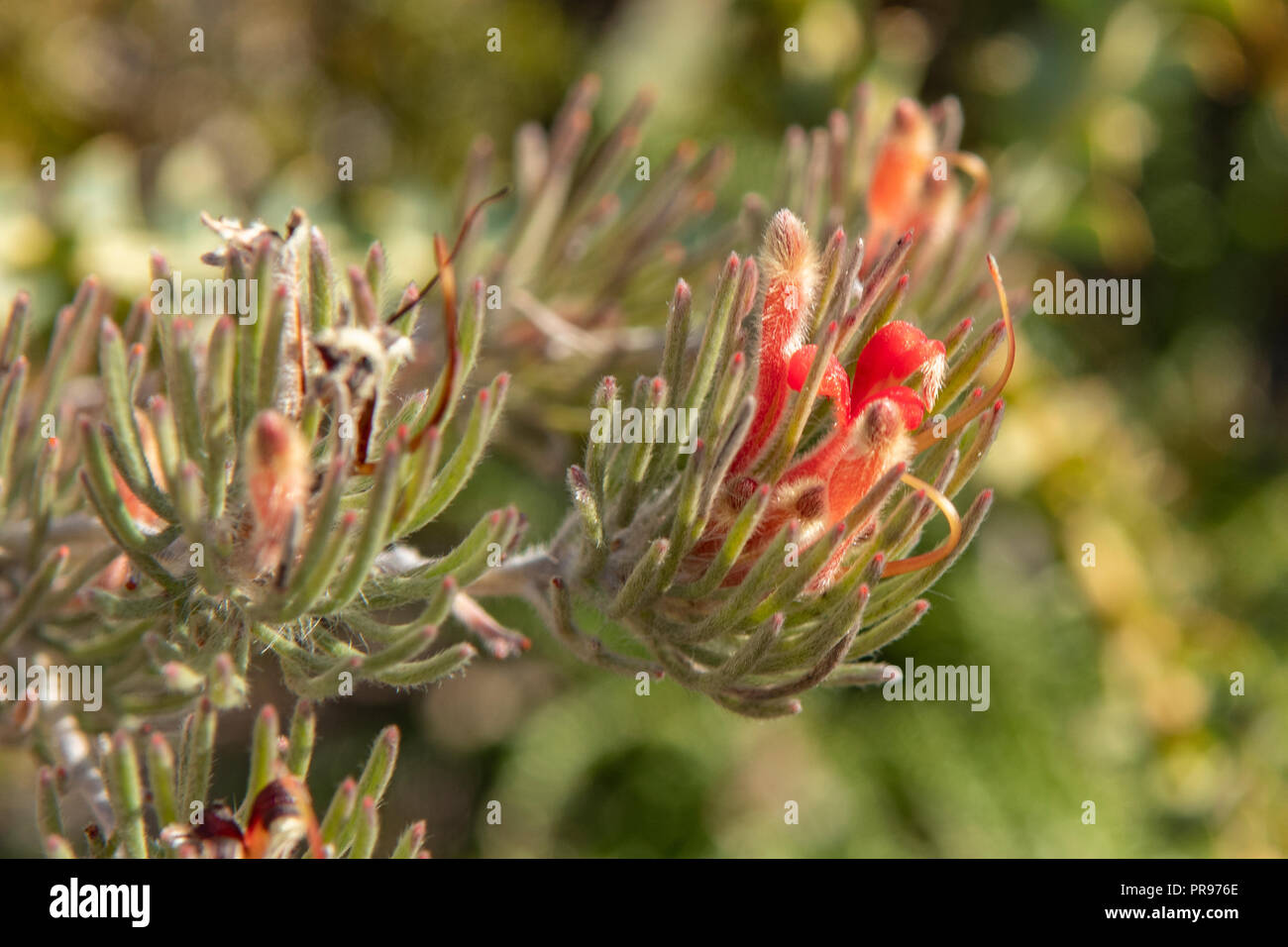 Adenanthos flavidiflorus, Wheatbelt Woollybush Stock Photo