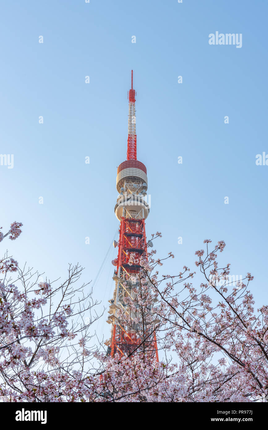 Tokyo tower and Sakura Cherry blossom in spring season at Tokyo, Japan ...