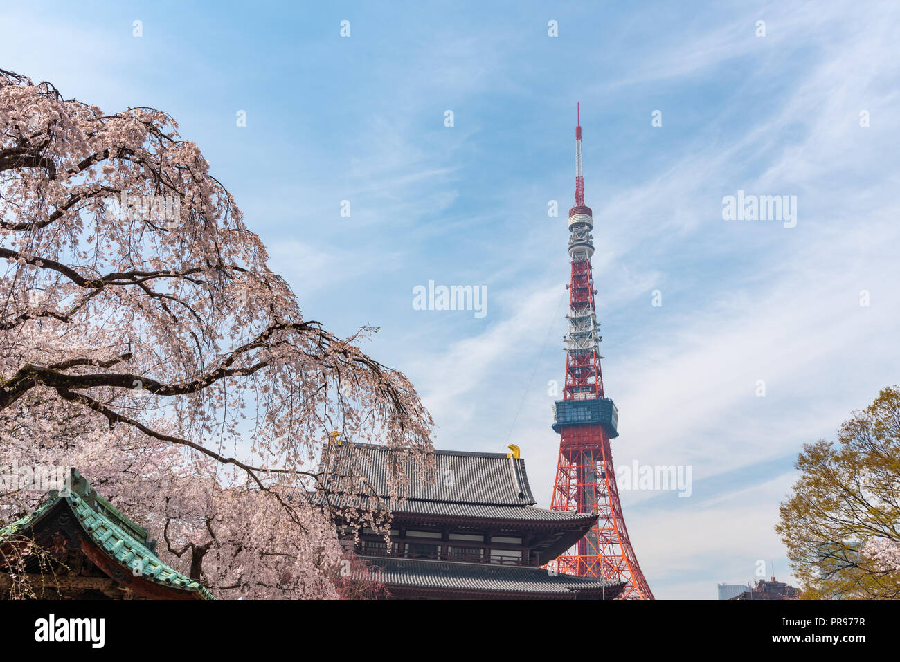 Tokyo tower and Sakura Cherry blossom in spring season at Tokyo, Japan. Stock Photo