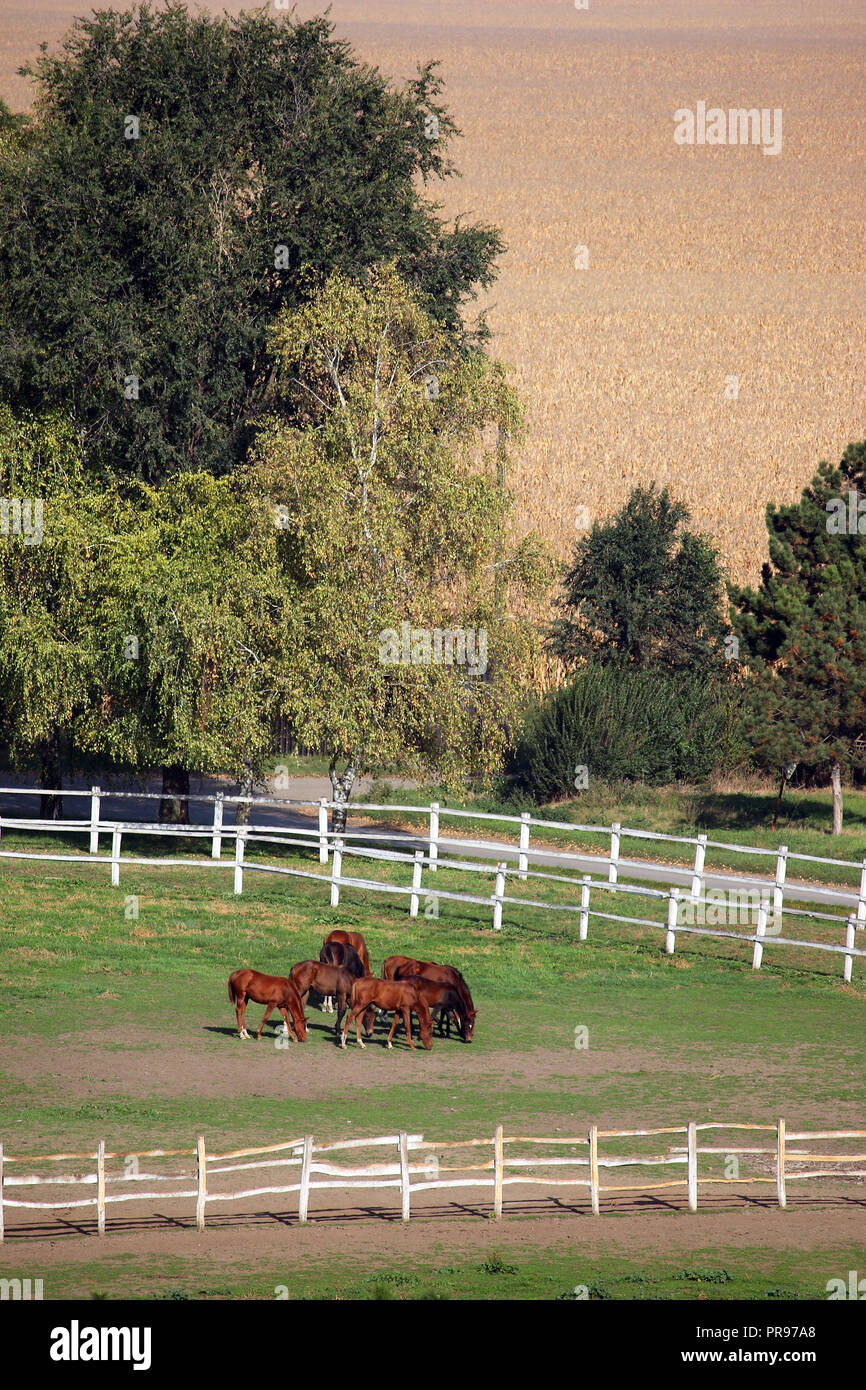herd of horses on farm sunny autumn day Stock Photo