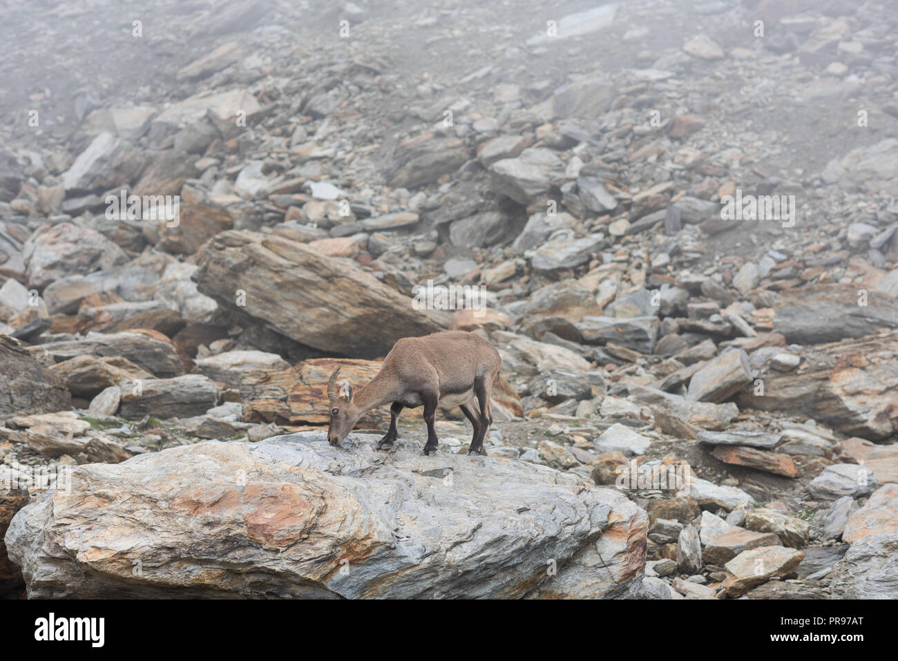 ibex family in switzerland alps, Hohsaas 3200m ü. M Stock Photo