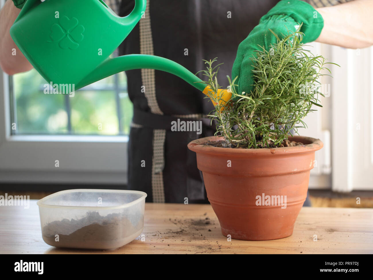 Man repotting a rosemary into a flower pot Stock Photo Alamy