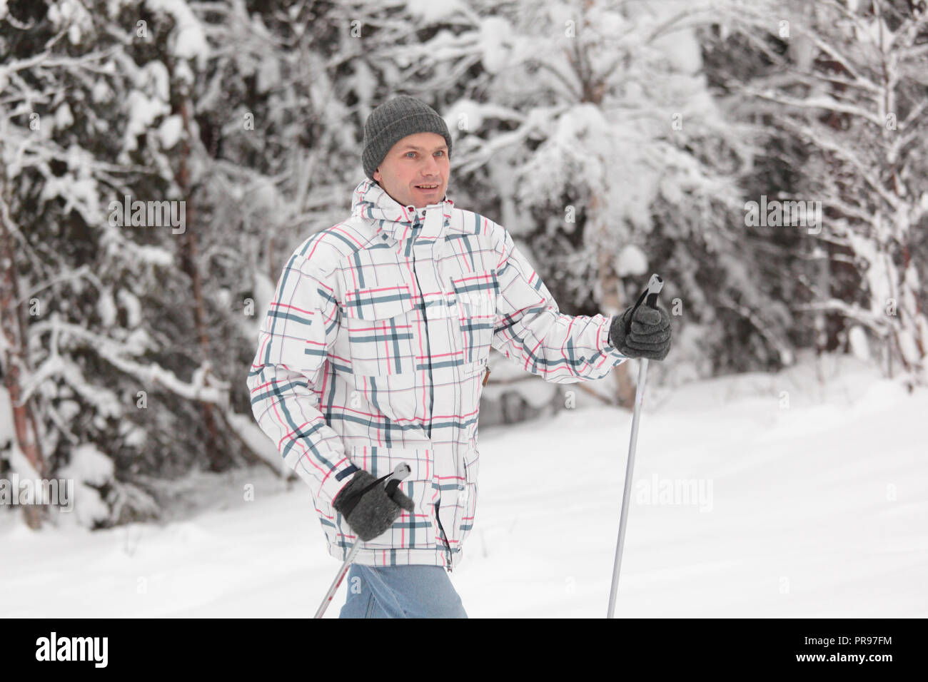 Cross-country skiing in a fir forest Stock Photo