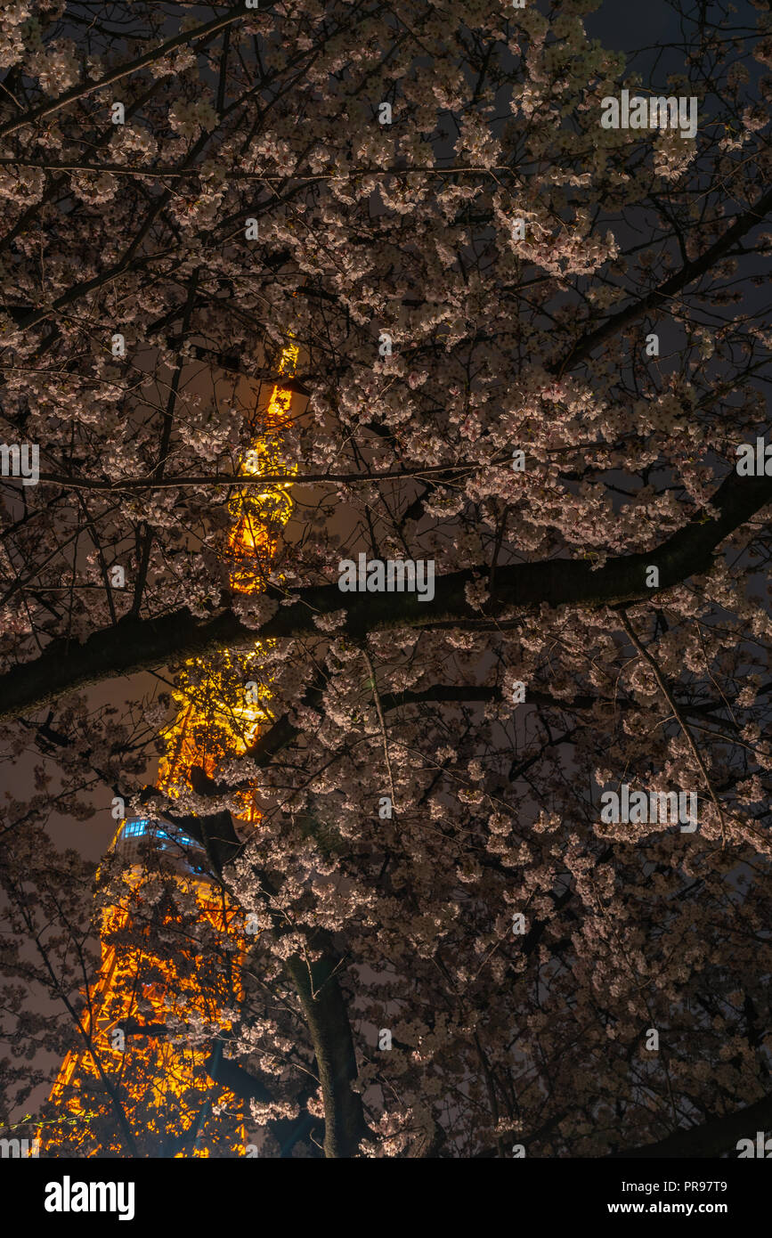 Tokyo tower and Sakura Cherry blossom in spring season at Tokyo, Japan. Stock Photo