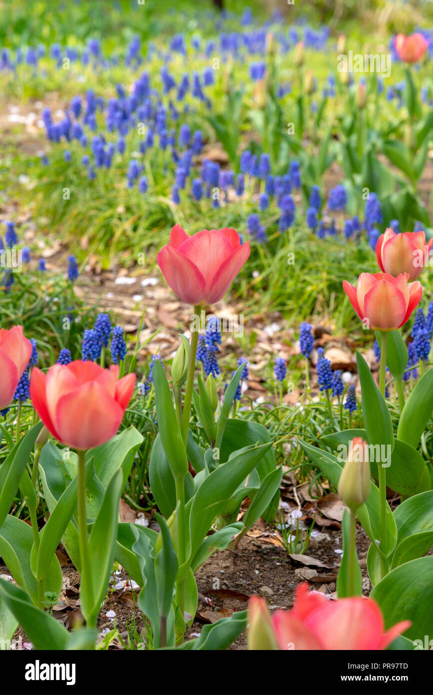 Beautiful Tulips Stock Photo