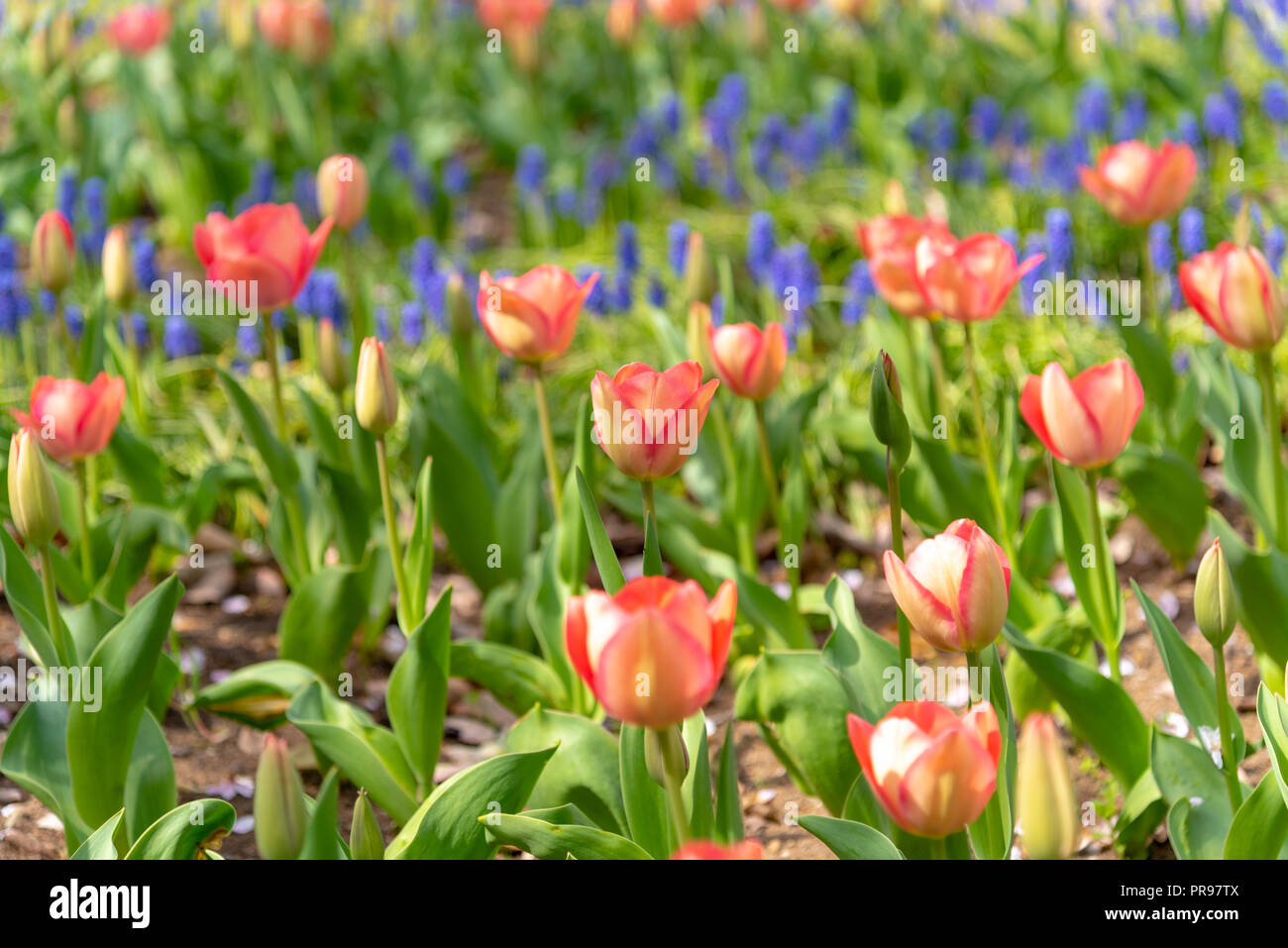 Beautiful Tulips Stock Photo