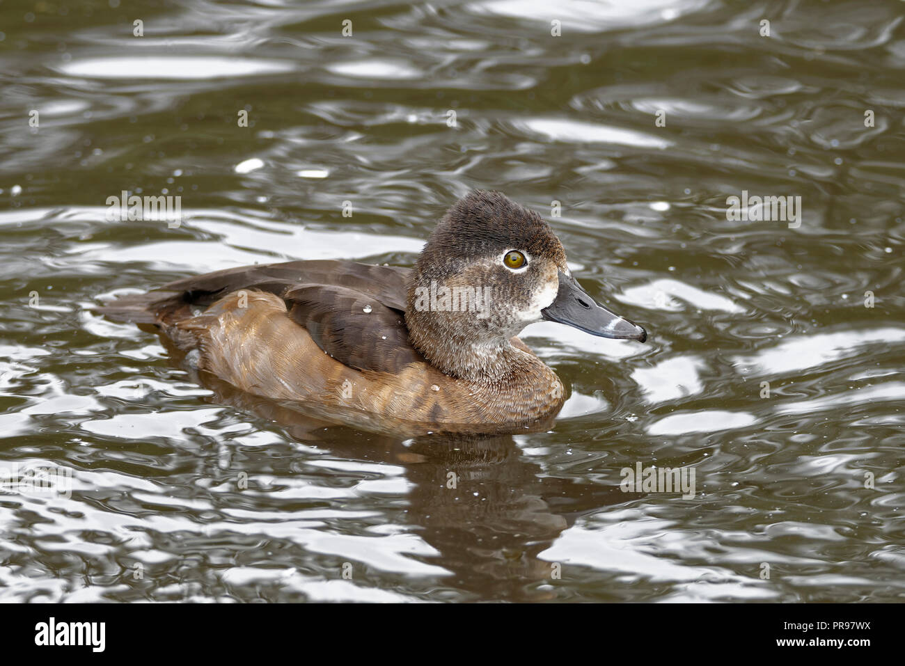 Ring-necked Duck - Aythya collaris  Female on bright water Stock Photo