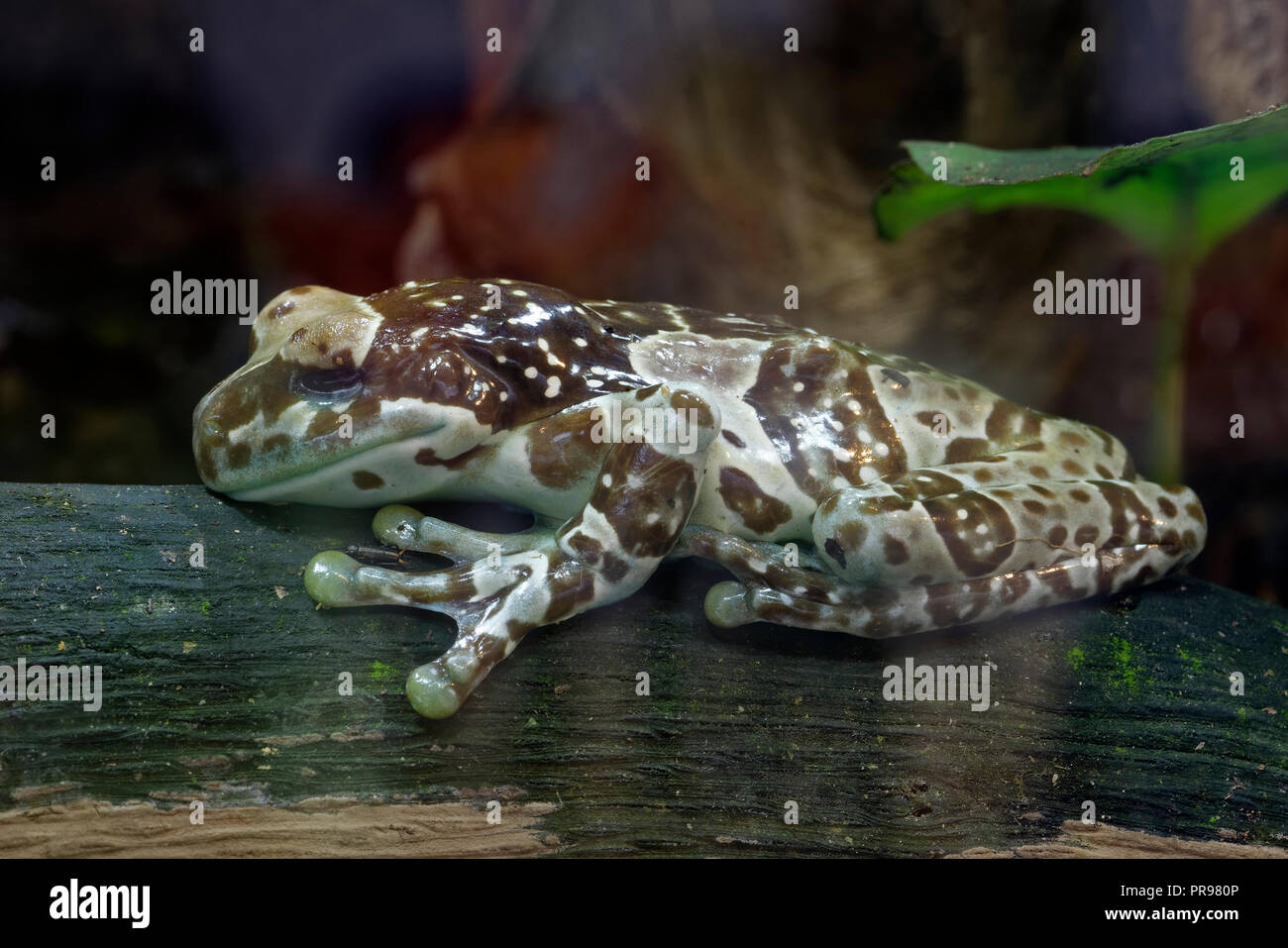Amazon Milk Frog Trachycephalus resinifictrix Stock Photo Alamy