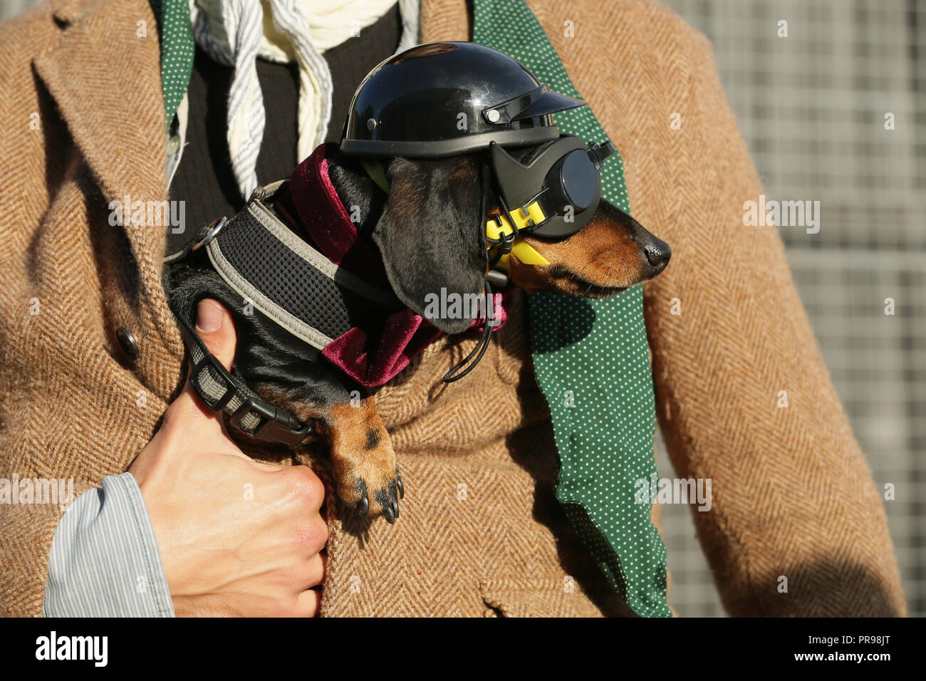 MPB Teckel Drunker & Gravel クランクベイト EDITORIAL USE ONLY Dachshund dog Sergeant Pepper arrives at