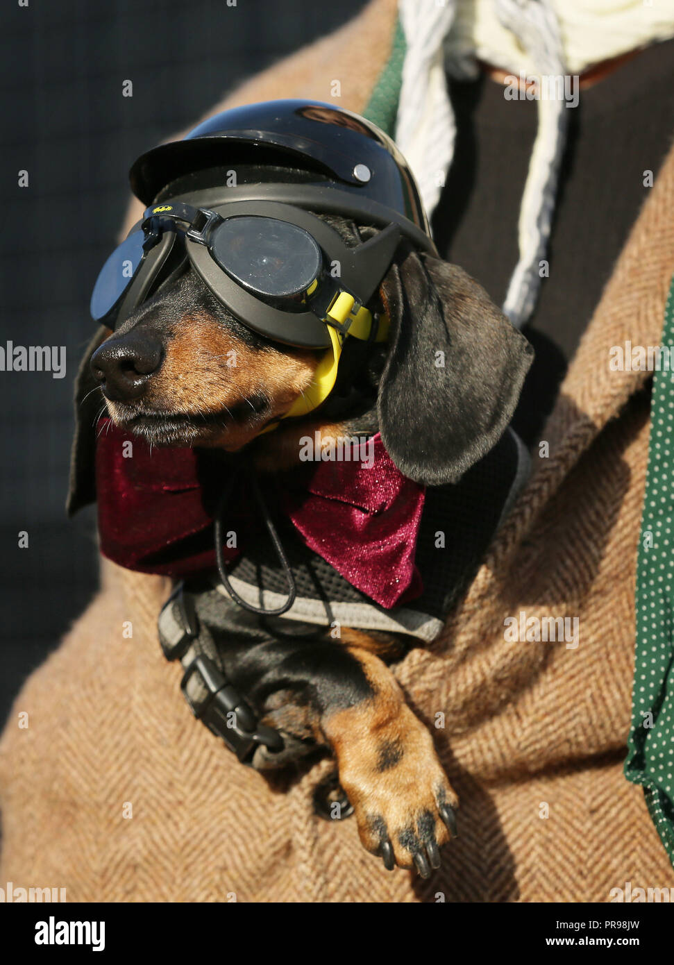 Dachshund dog Sergeant Pepper arrives at the start of the Distinguished Gentleman's Ride, which will see hundreds of stylish bikers on their vintage bikes tour the capital to raise money for the Movember Foundation. Stock Photo