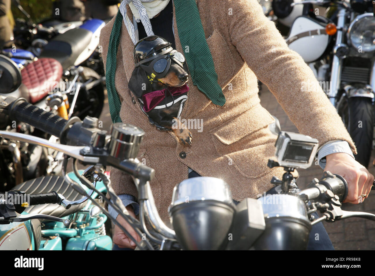 EDITORIAL USE ONLY Dachshund dog Sergeant Pepper arrives at the start of the Distinguished Gentleman's Ride, which will see hundreds of stylish bikers on their vintage bikes tour the capital to raise money for the Movember Foundation. Stock Photo