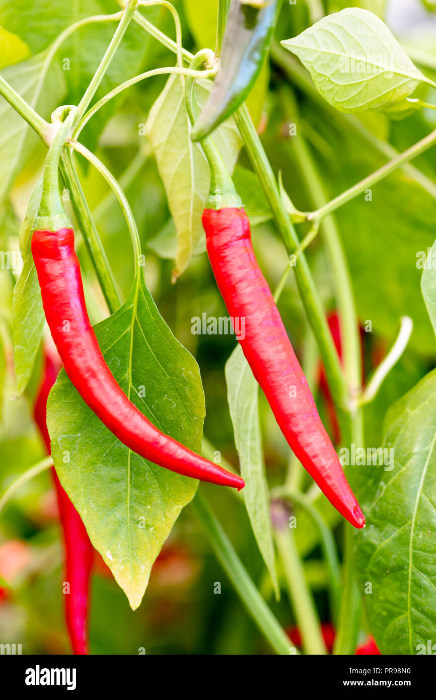 Chilli plant 'Masquerade' growing red peppers, UK. Stock Photo