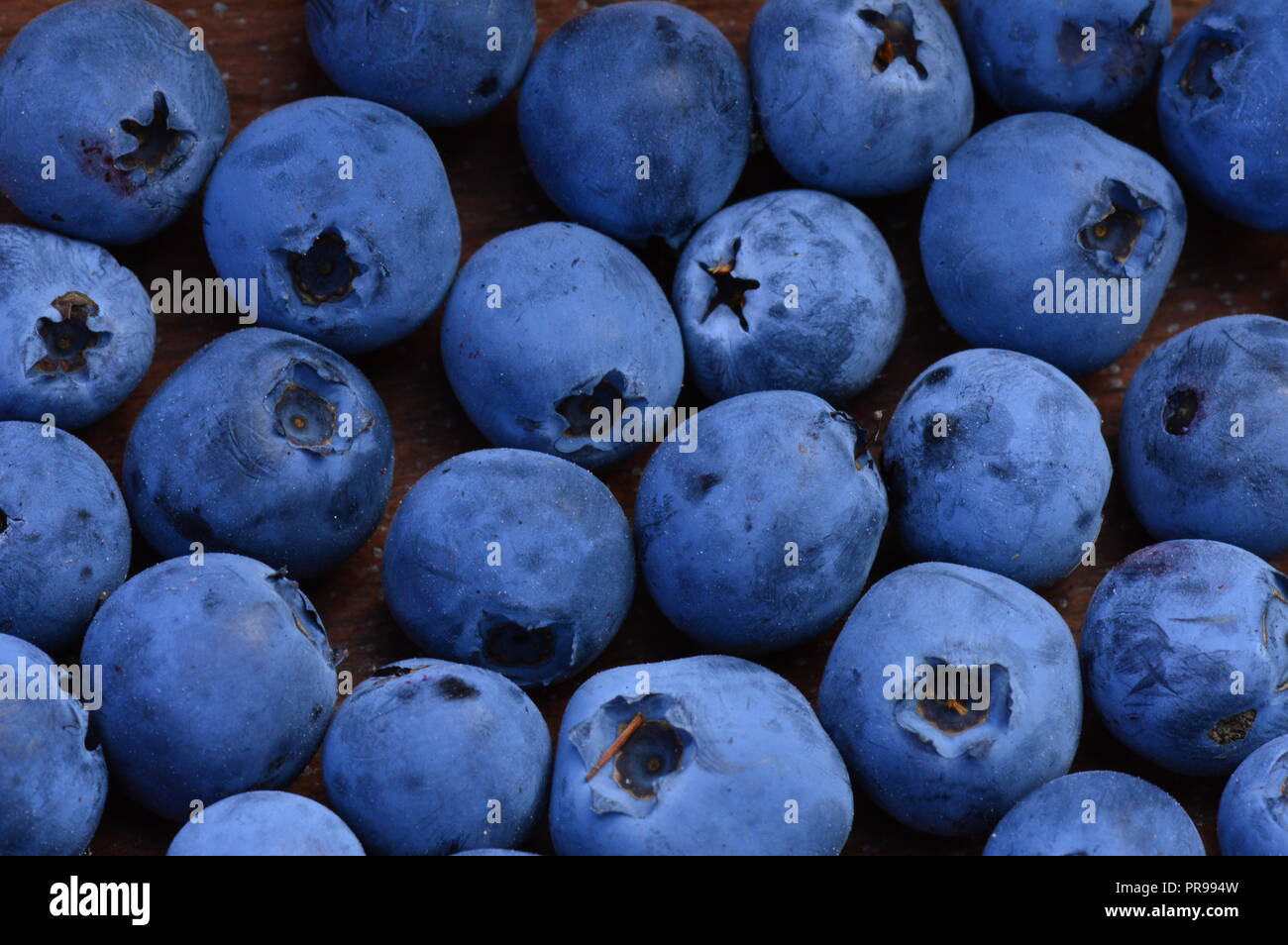 Blueberry ripe large berry harvest of forest summer marsh Stock Photo